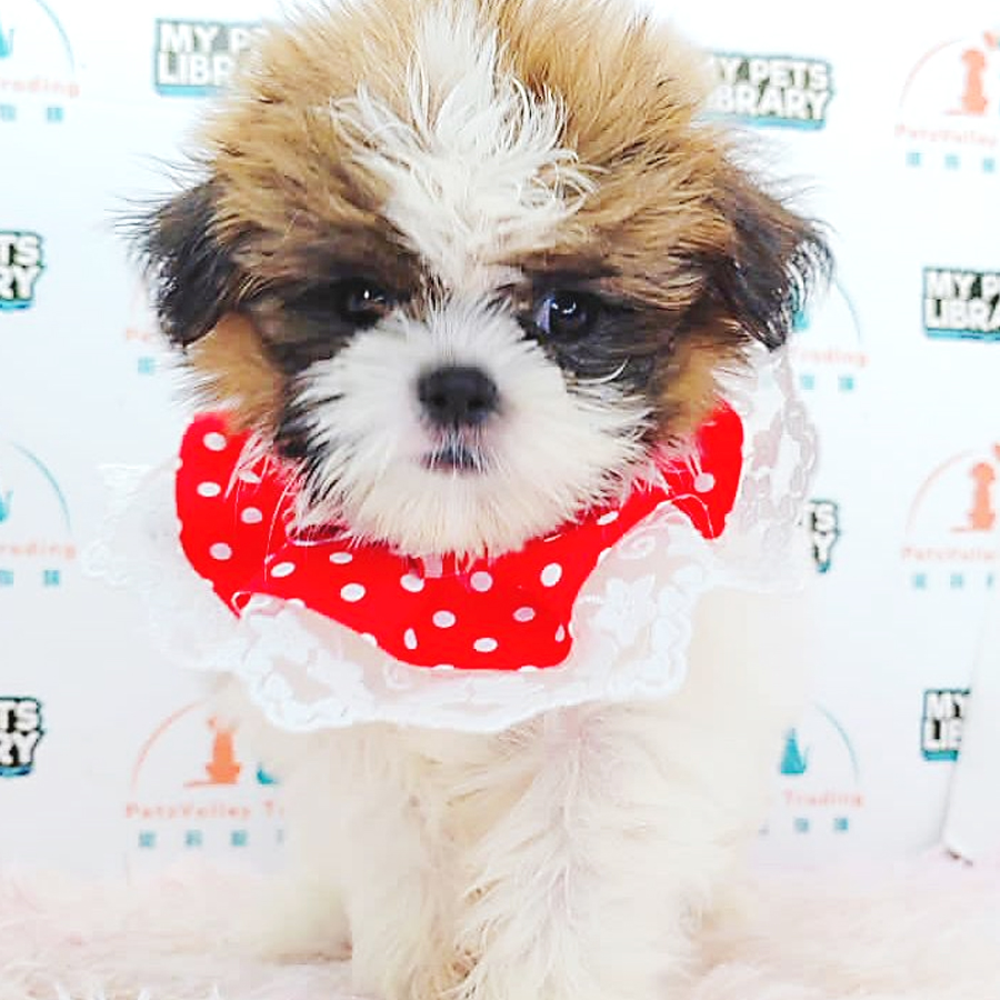 Shih Tzu Puppy (Female) For Sale