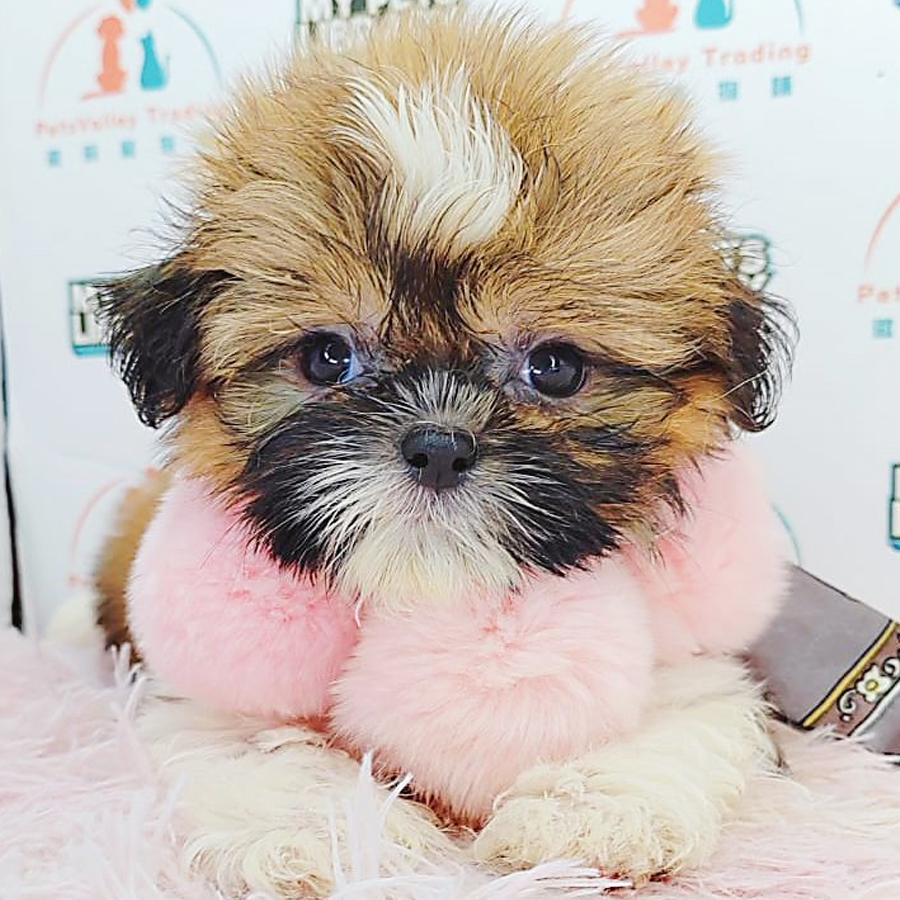 Shih Tzu Puppy (Male) For Sale