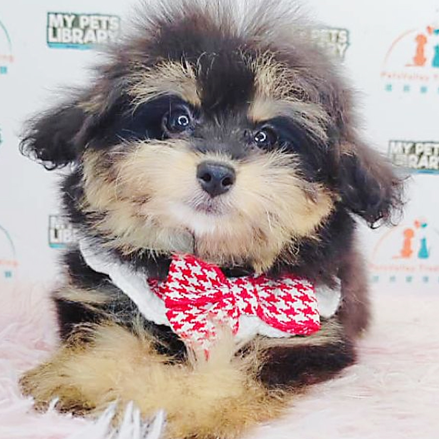 Pomsky Puppy (Female) For Sale