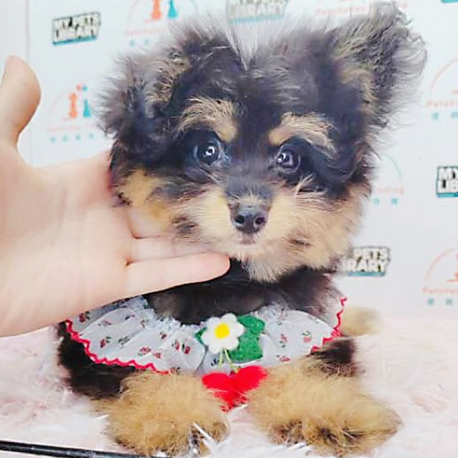 Pomsky Puppy (Female) For Sale