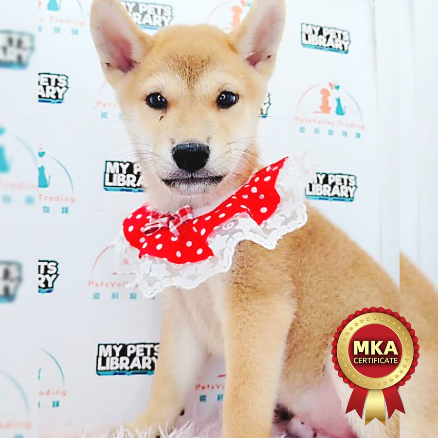 MKA Shiba Inu Puppy (Male) For Sale