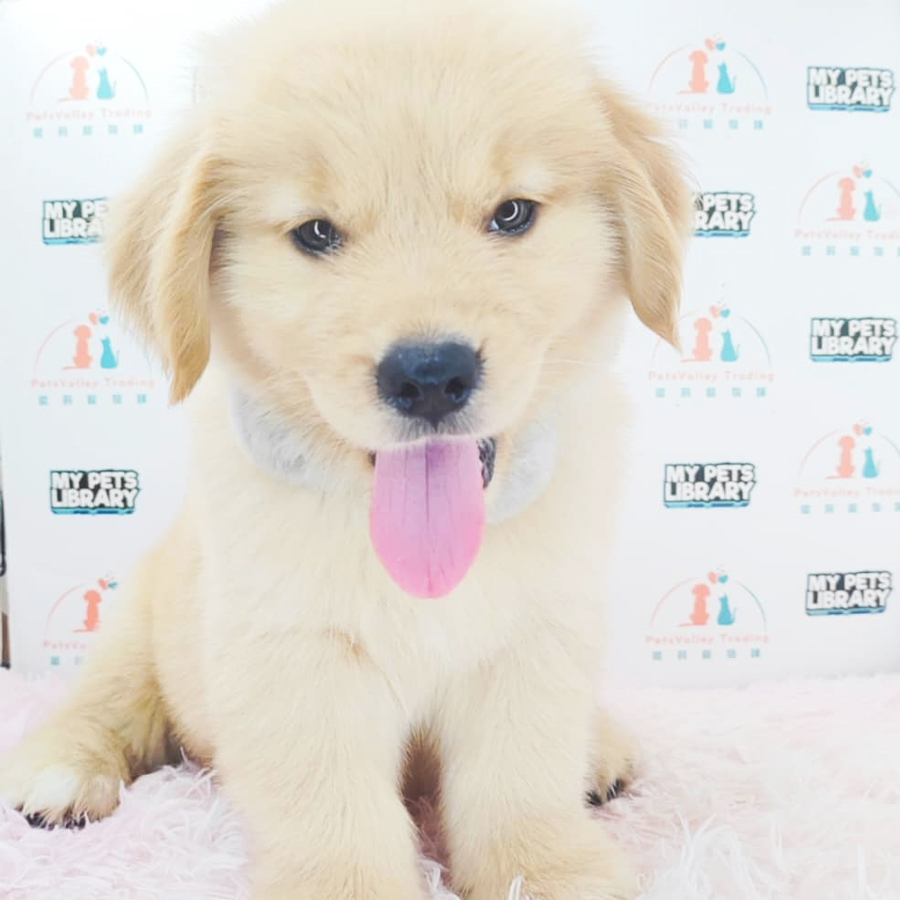 Golden Retriever Puppy (Male) For Sale