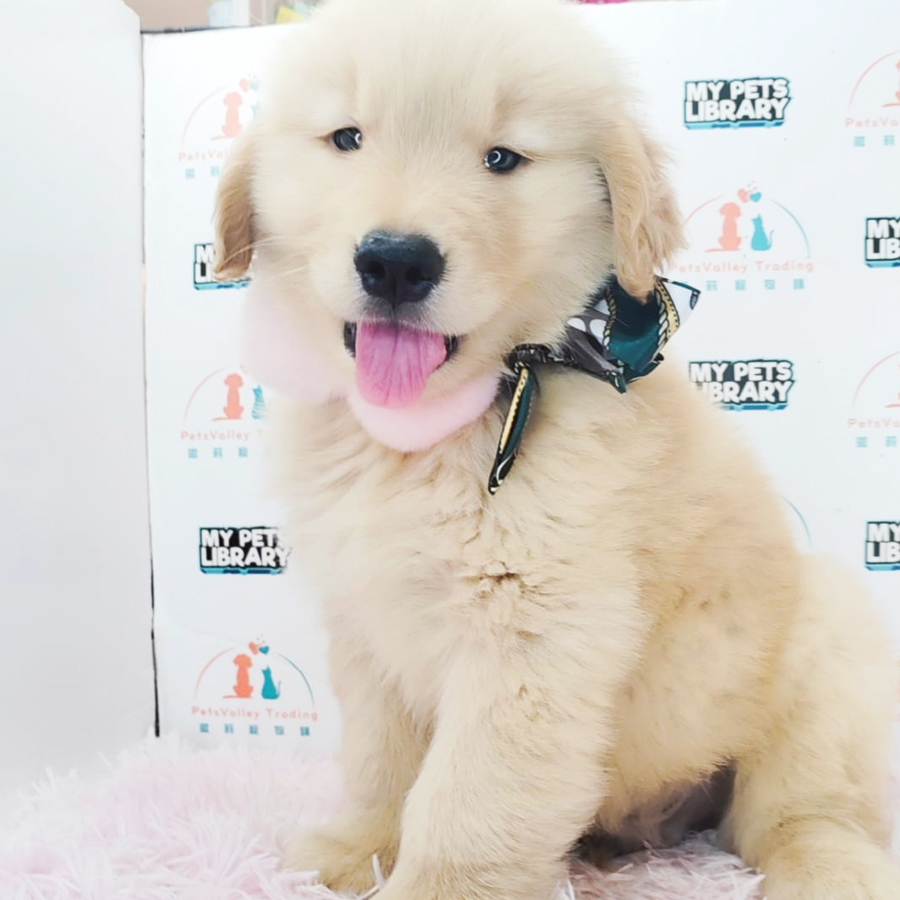 Golden Retriever Puppy (Male) For Sale