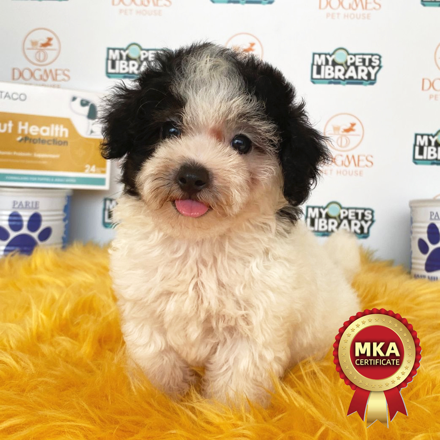 MKA Toy Poodle Puppy (Female) For Sale