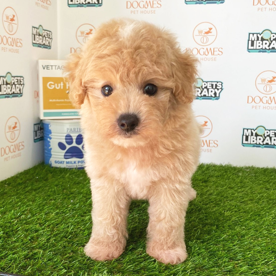 Toy Poodle Puppy (Male) For Sale