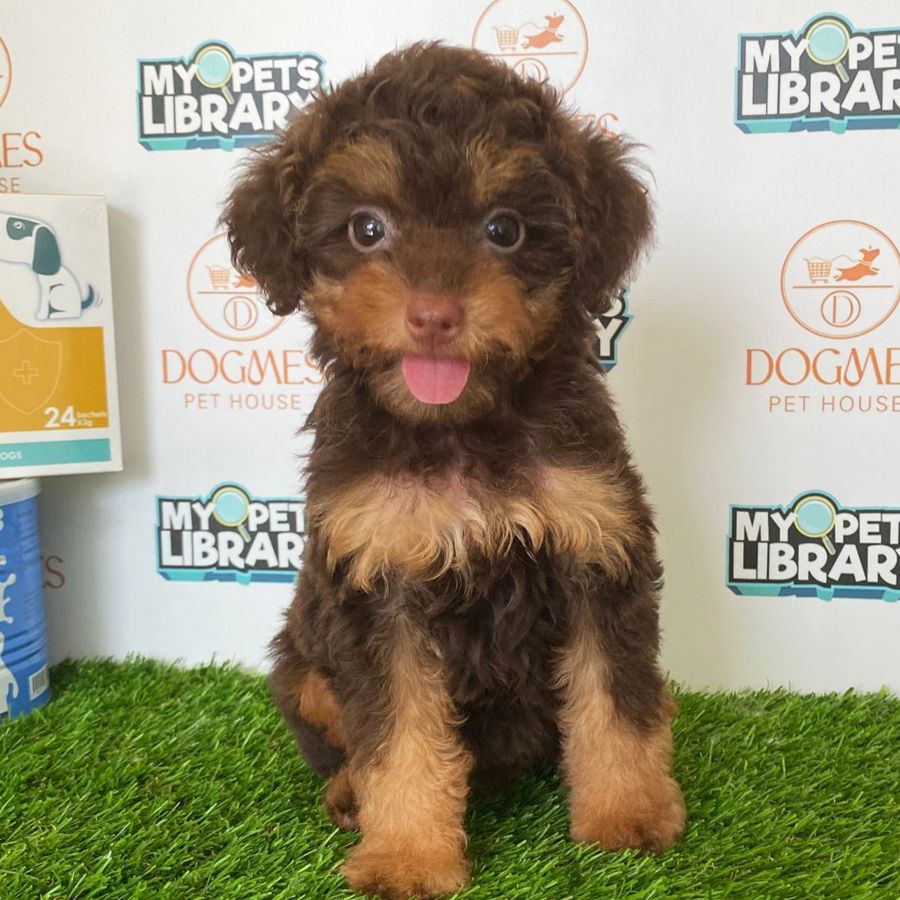 Toy Poodle Puppy (Female) For Sale