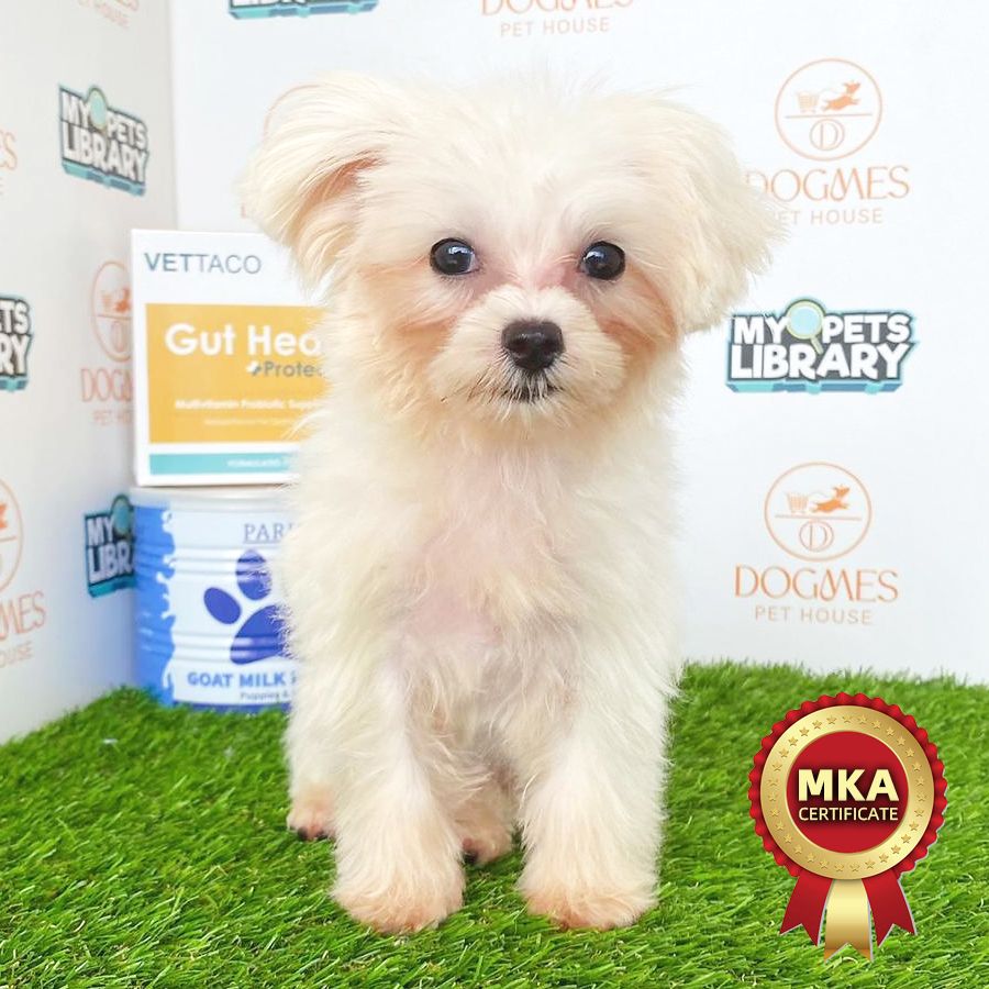 MKA Tiny Maltese Puppy (Female) For Sale