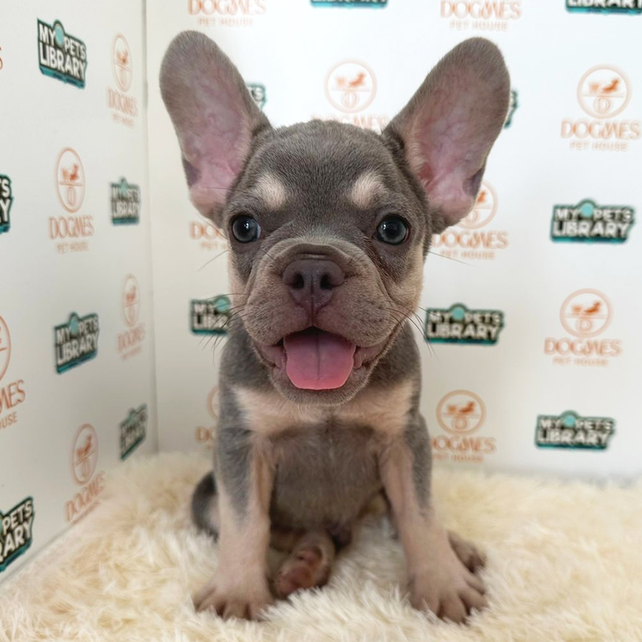 French Bulldog Puppy (Male) For Sale
