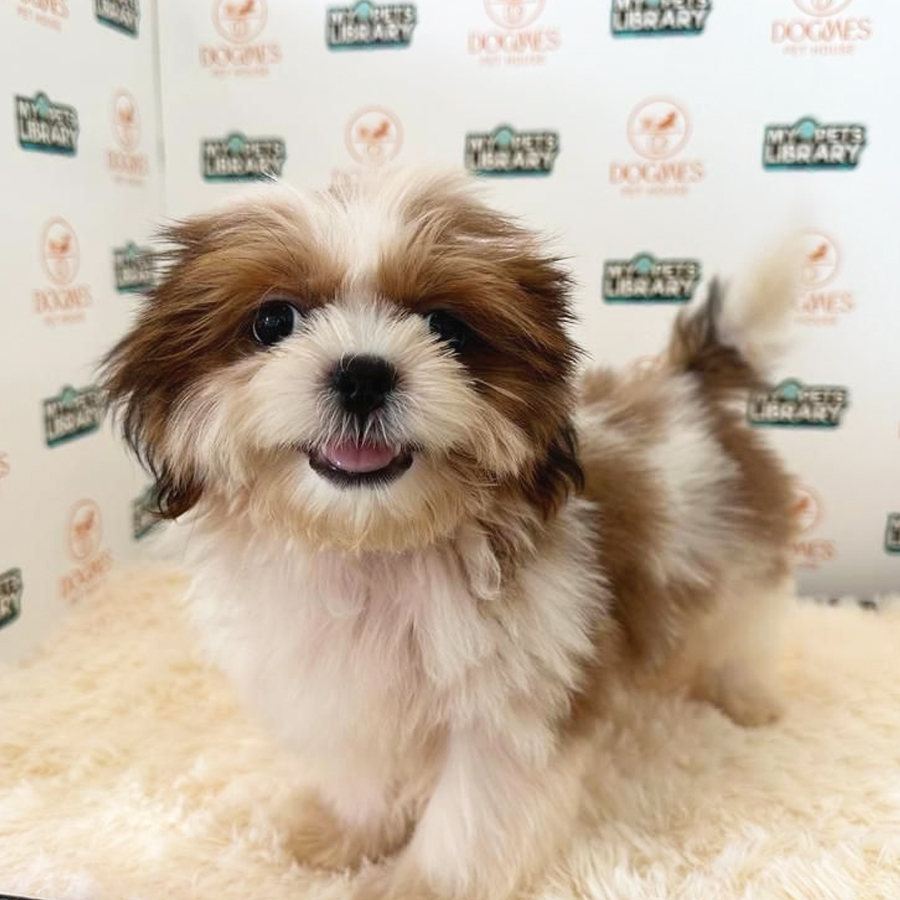 Shih Tzu Puppy (Male) For Sale
