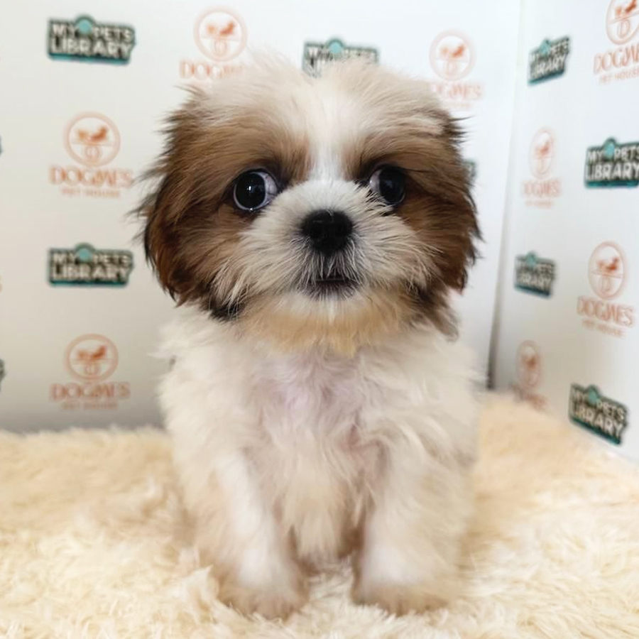 Shih Tzu Puppy (Male) For Sale