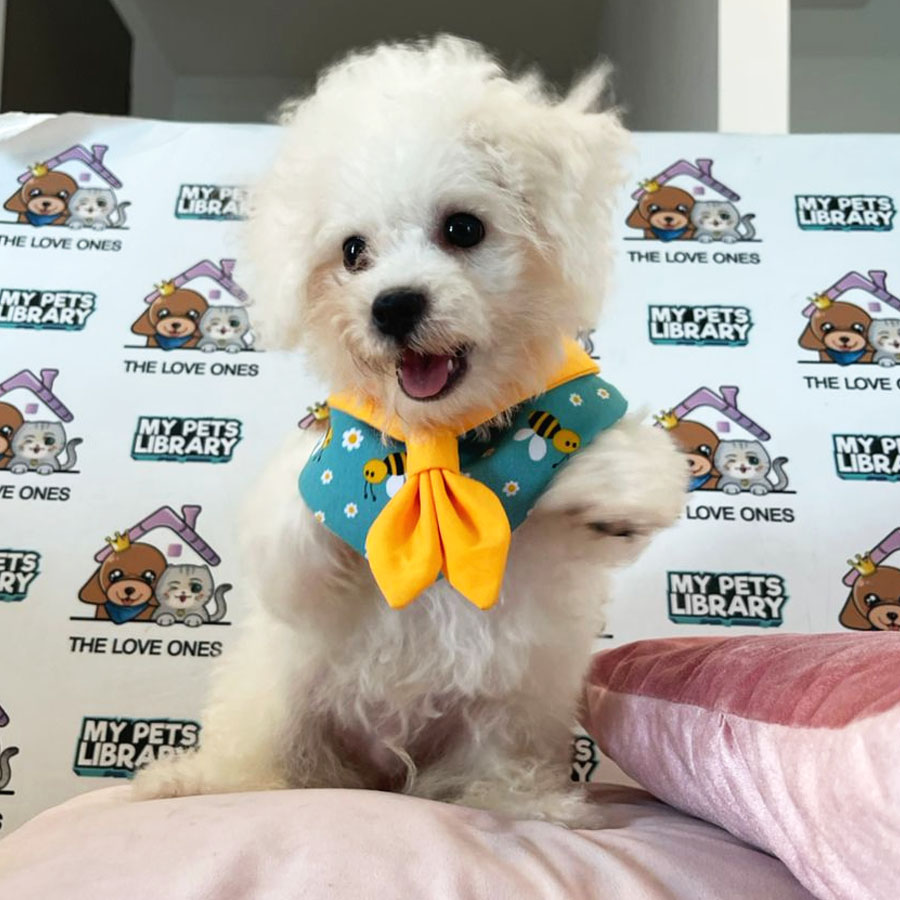 Bichon Frise Puppy (Male) For Sale