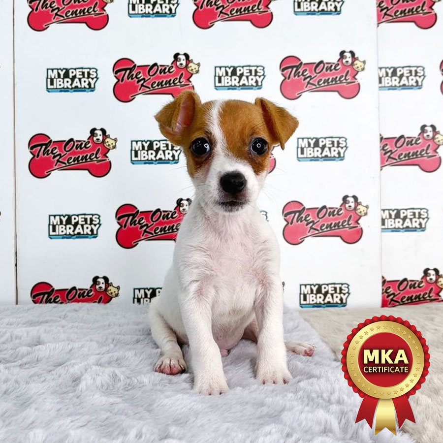 MKA Jack Russell Puppy (Male) For Sale