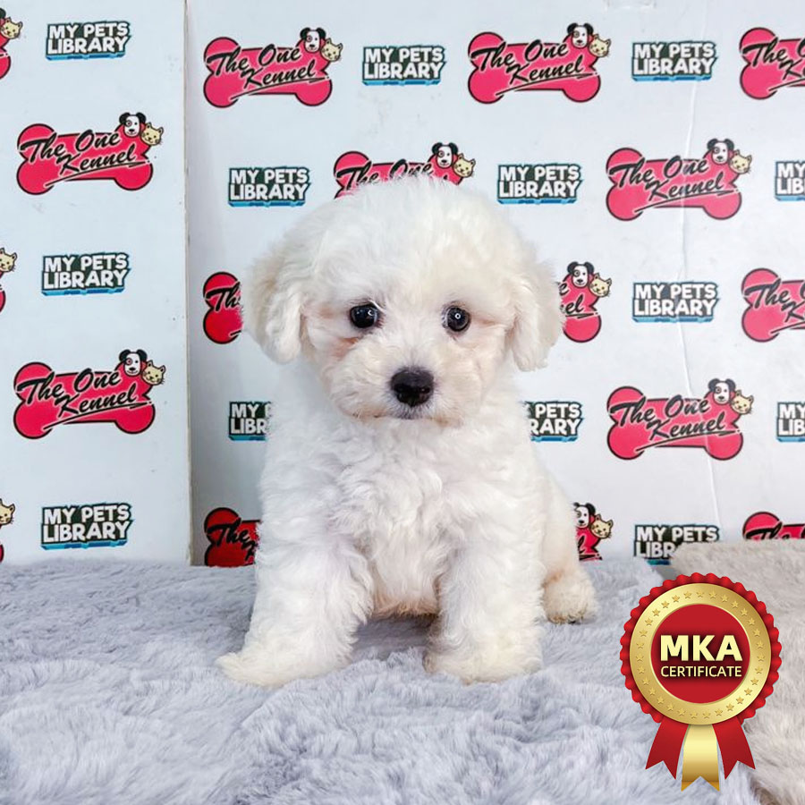 MKA Bichon Frise Puppy (Male) For Sale
