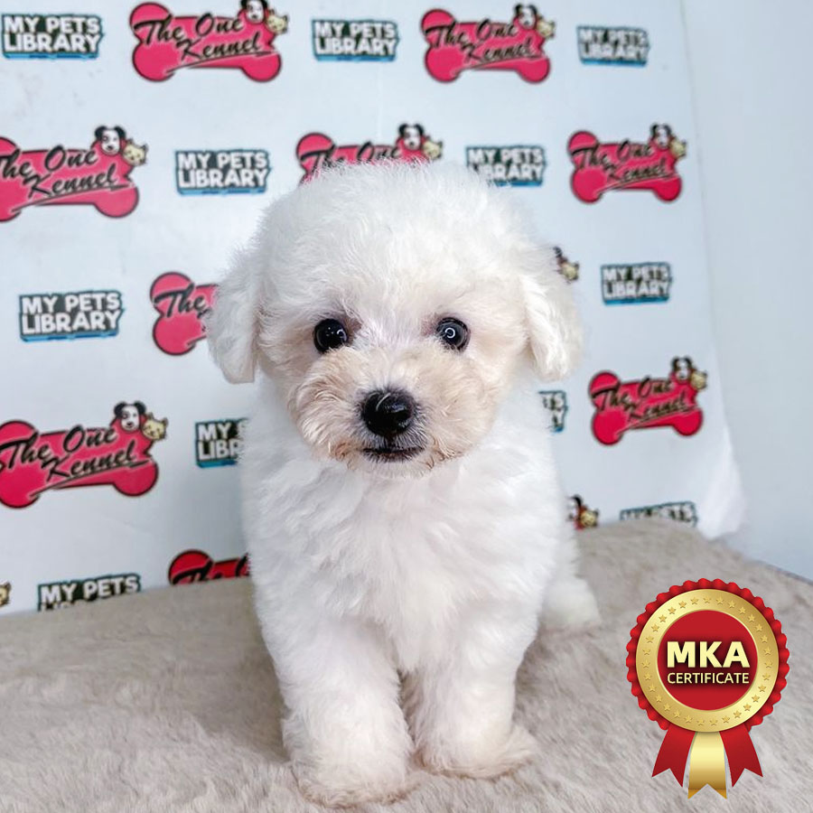 MKA Bichon Frise Puppy (Male) For Sale