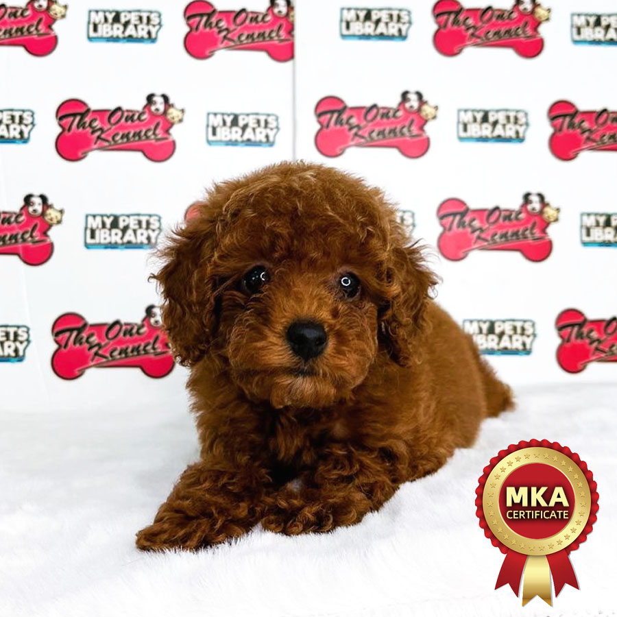 MKA Toy Poodle Puppy (Female) For Sale