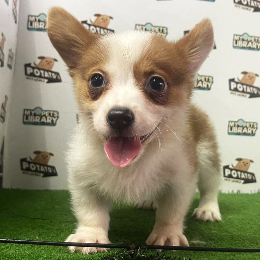 Welsh Corgi Puppy (Male) For Sale