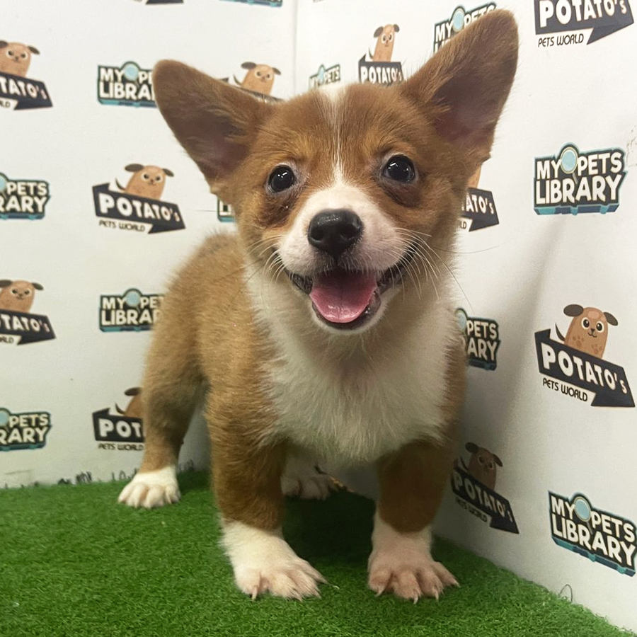 Welsh Corgi Puppy (Female) For Sale