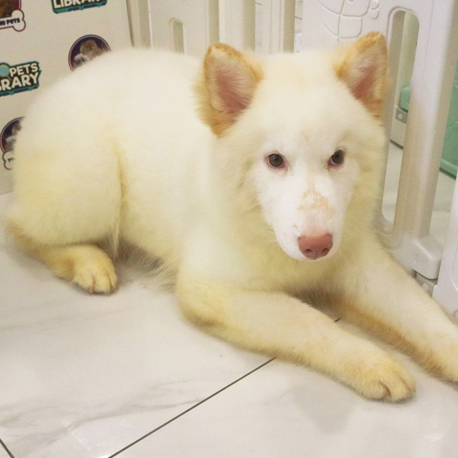 Wooly Husky Puppy (Male) For Sale
