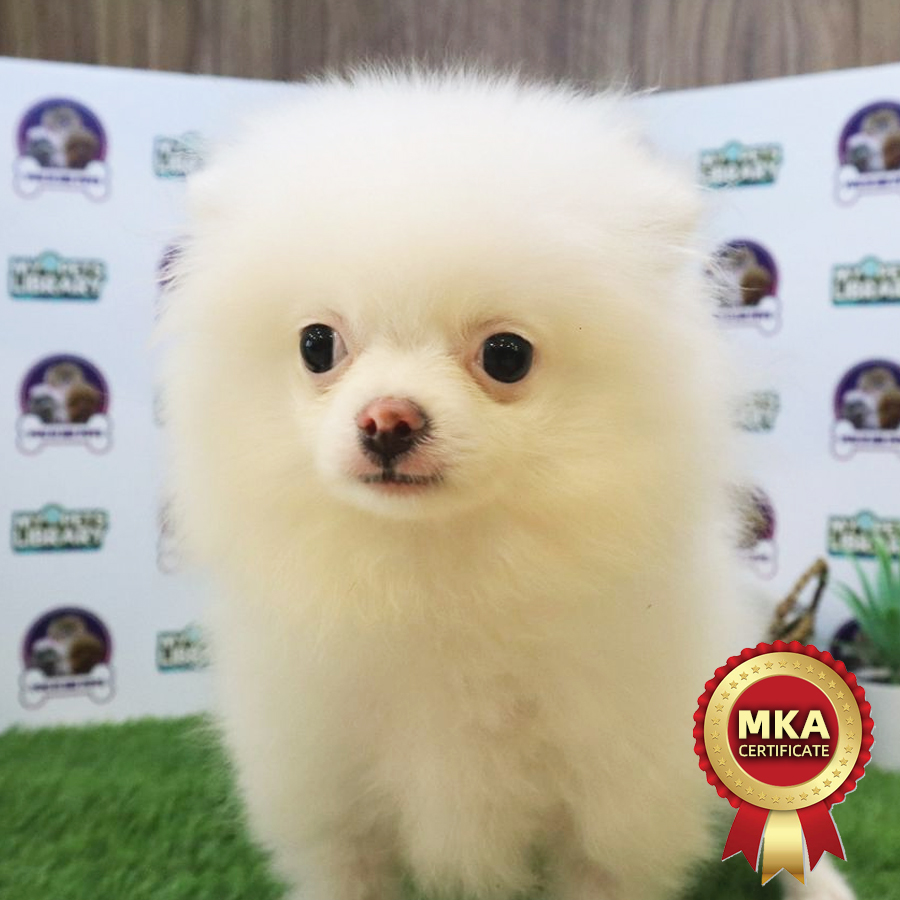 MKA Tiny Pomeranian Puppy (Female) For Sale