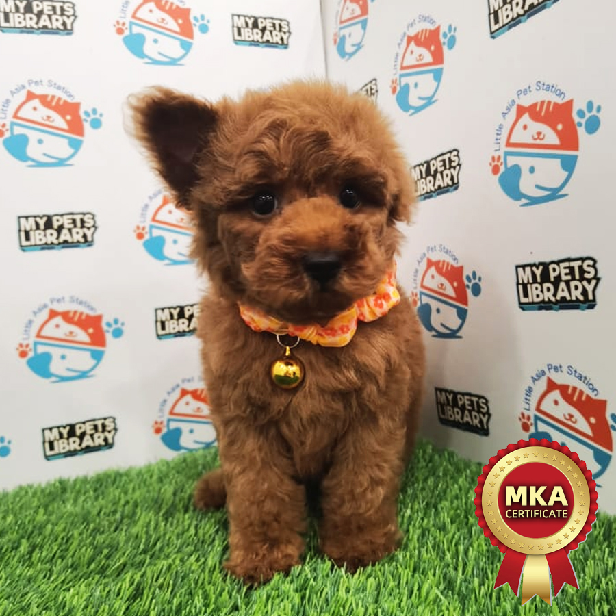 MKA Toy Poodle Puppy (Male) For Sale