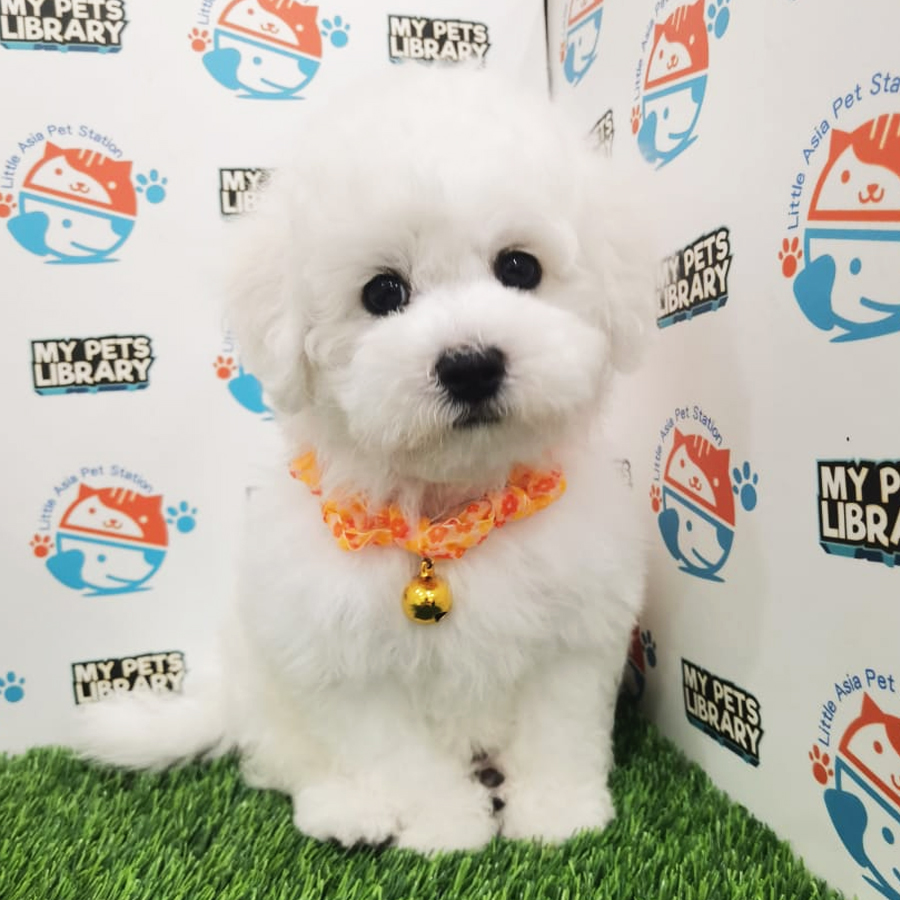 Bichon Frise Puppy (Female) For Sale