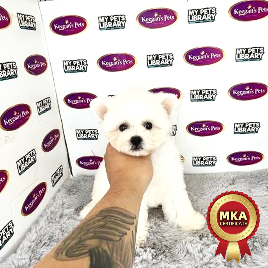 Bichon Frise Puppy (Male) For Sale