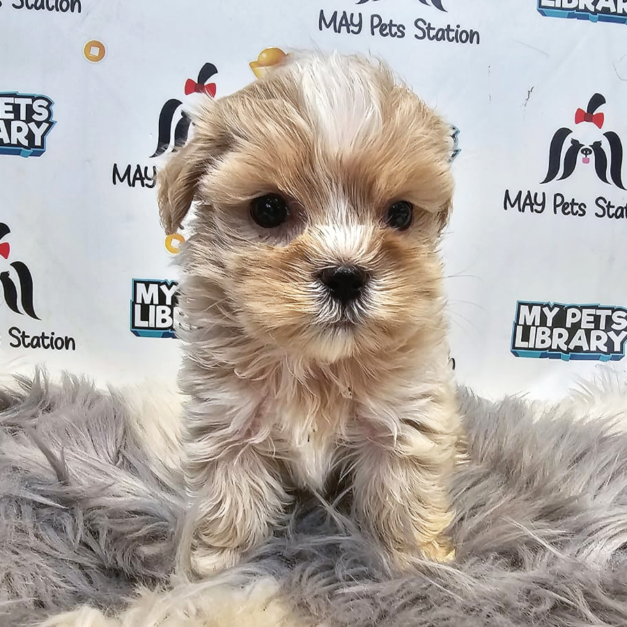Maltipoo Puppy (Female) For Sale