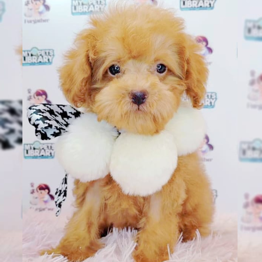 Toy Poodle Puppy (Male) For Sale