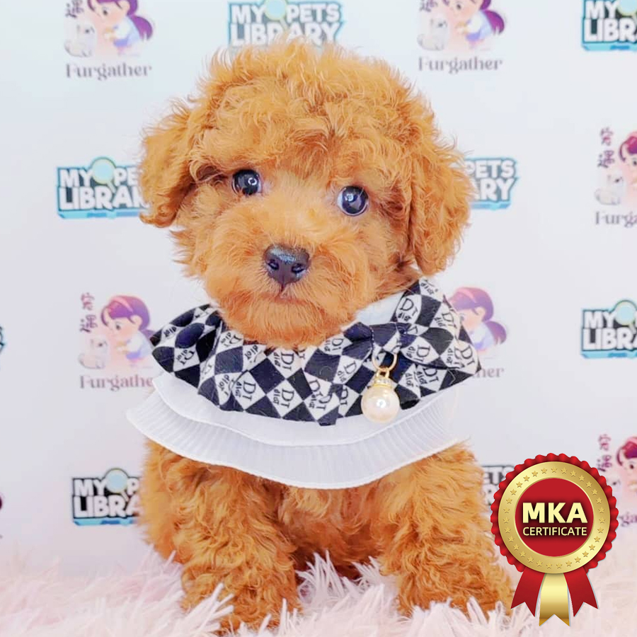 MKA Toy Poodle Puppy (Male) For Sale