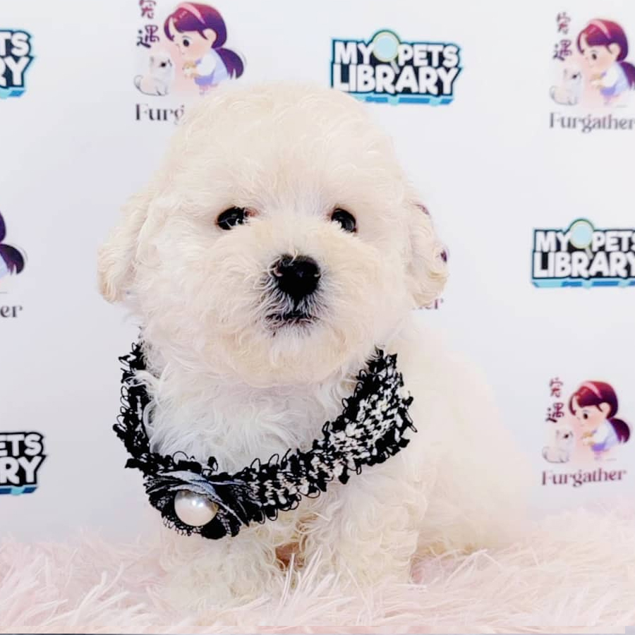Toy Poodle Puppy (Male) For Sale