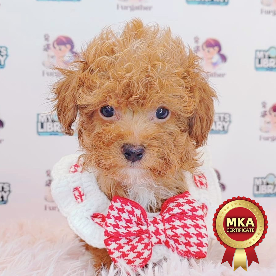 MKA Toy Poodle Puppy (Male) For Sale