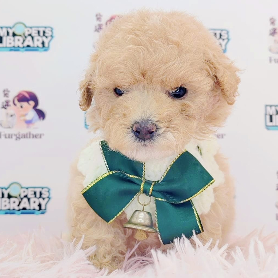 Toy Poodle Puppy (Male) For Sale