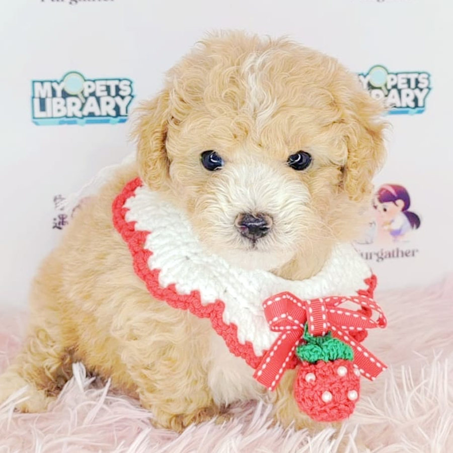 Toy Poodle Puppy (Male) For Sale