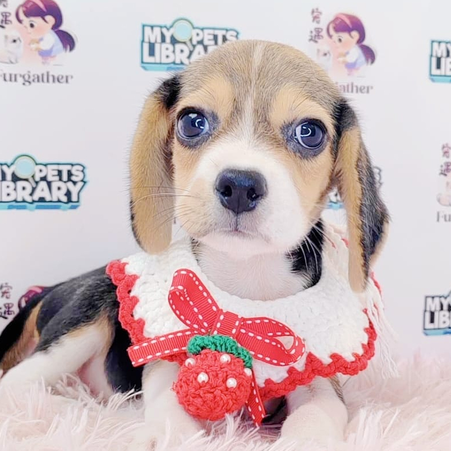 Beagle Puppy (Female) For Sale