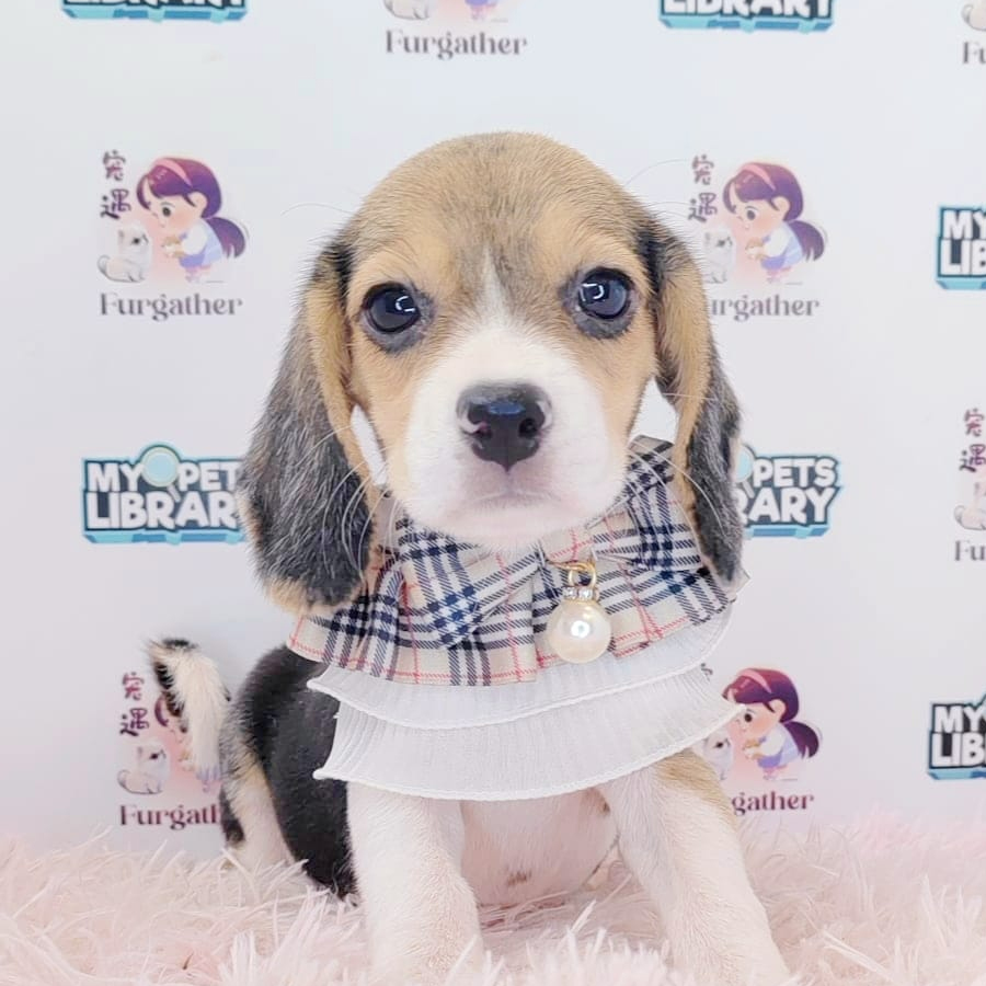 Beagle Puppy (Female) For Sale