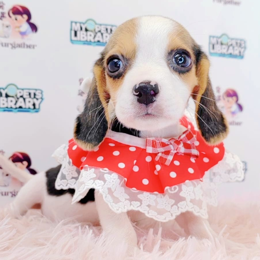 Beagle Puppy (Female) For Sale