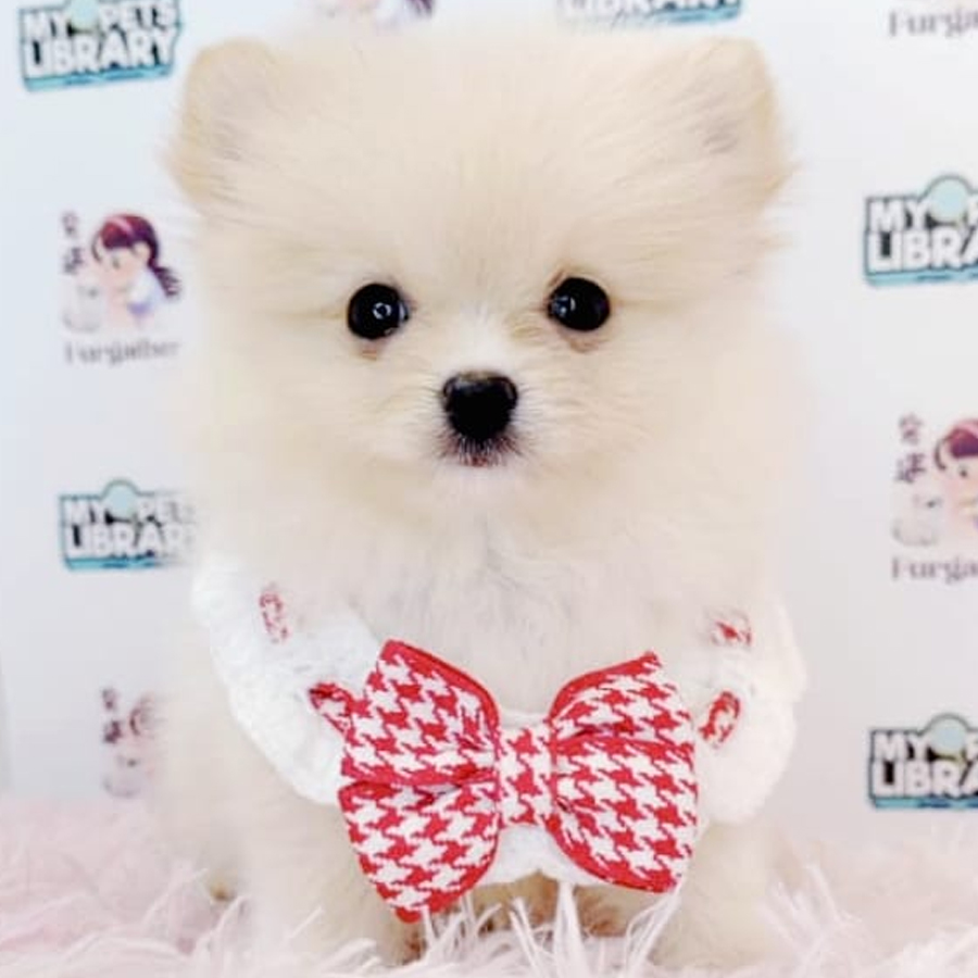 Pomeranian Puppy (Male) For Sale