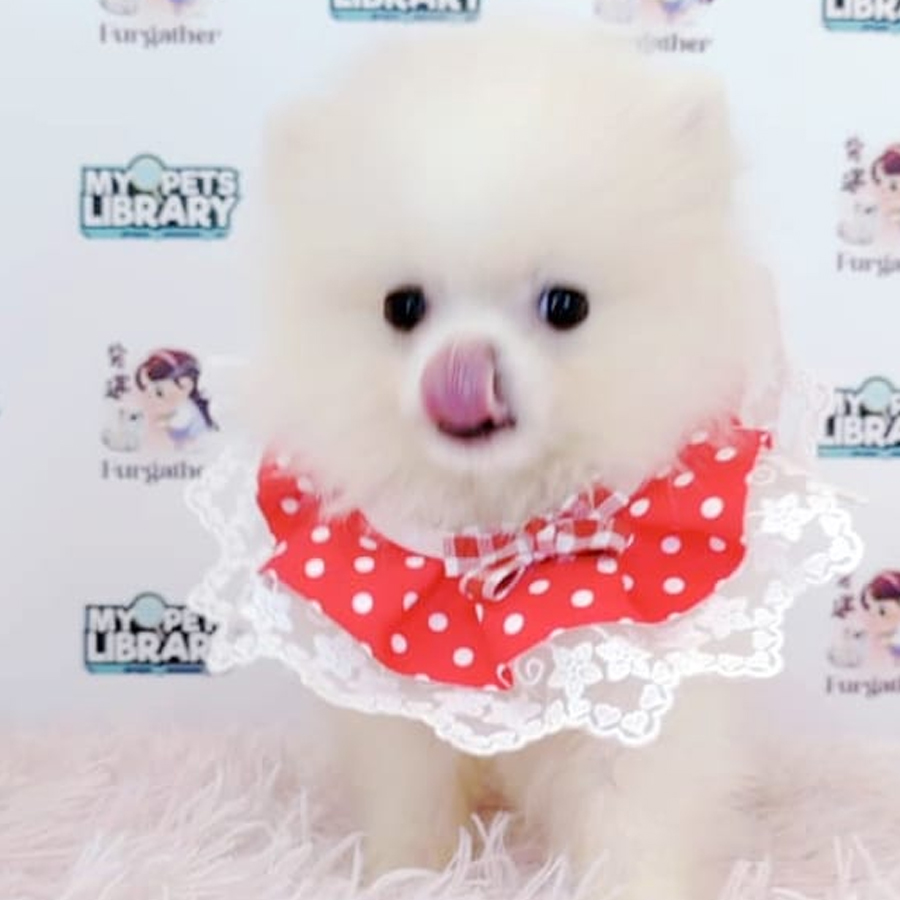 Pomeranian Puppy (Female) For Sale