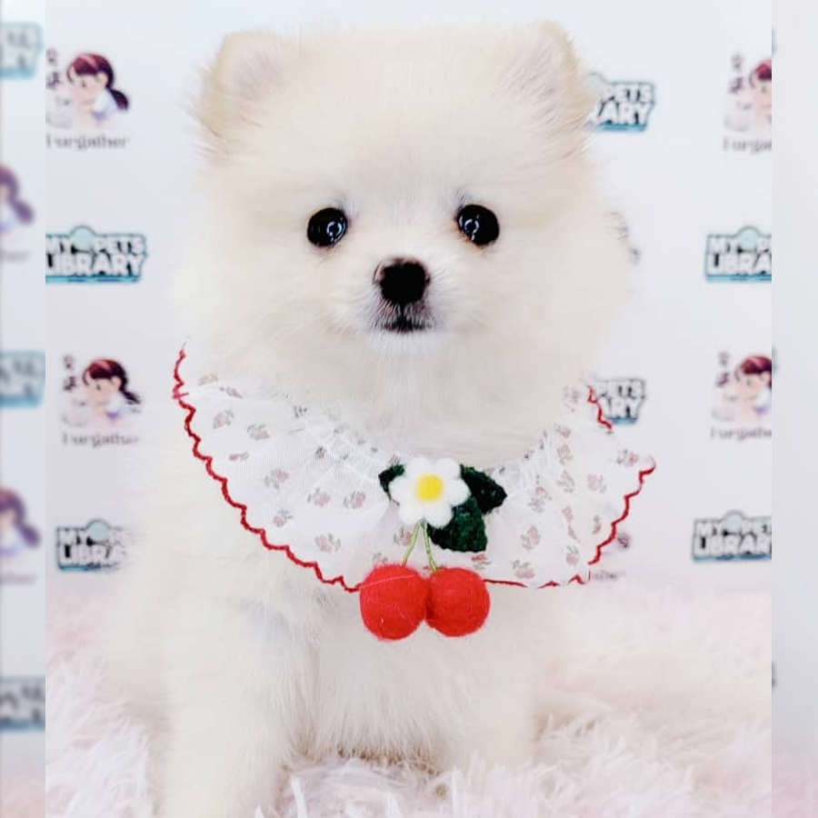 Pomeranian Puppy (Male) For Sale