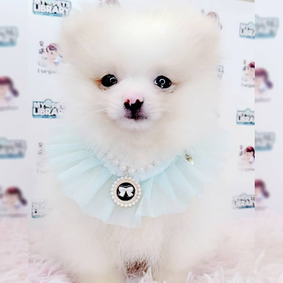 Pomeranian Puppy (Female) For Sale