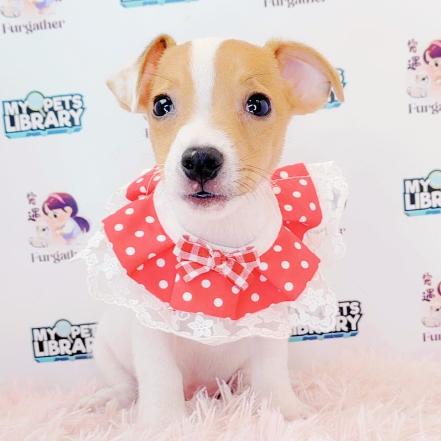 Jack Russell Puppy (Male) For Sale