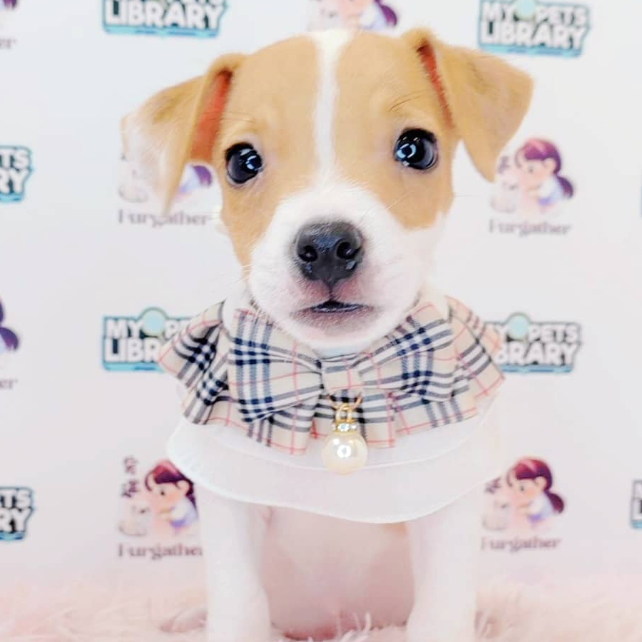 Jack Russell Puppy (Male) For Sale