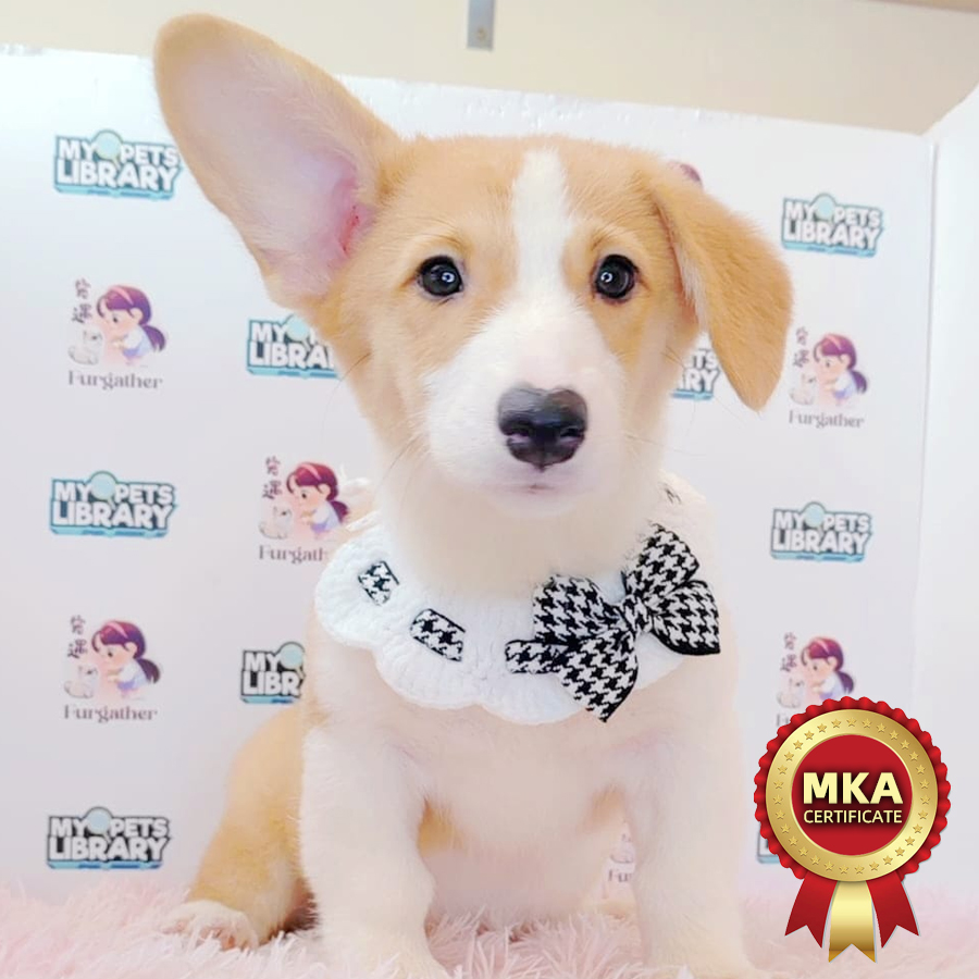 MKA Welsh Corgi Puppy (Female) For Sale