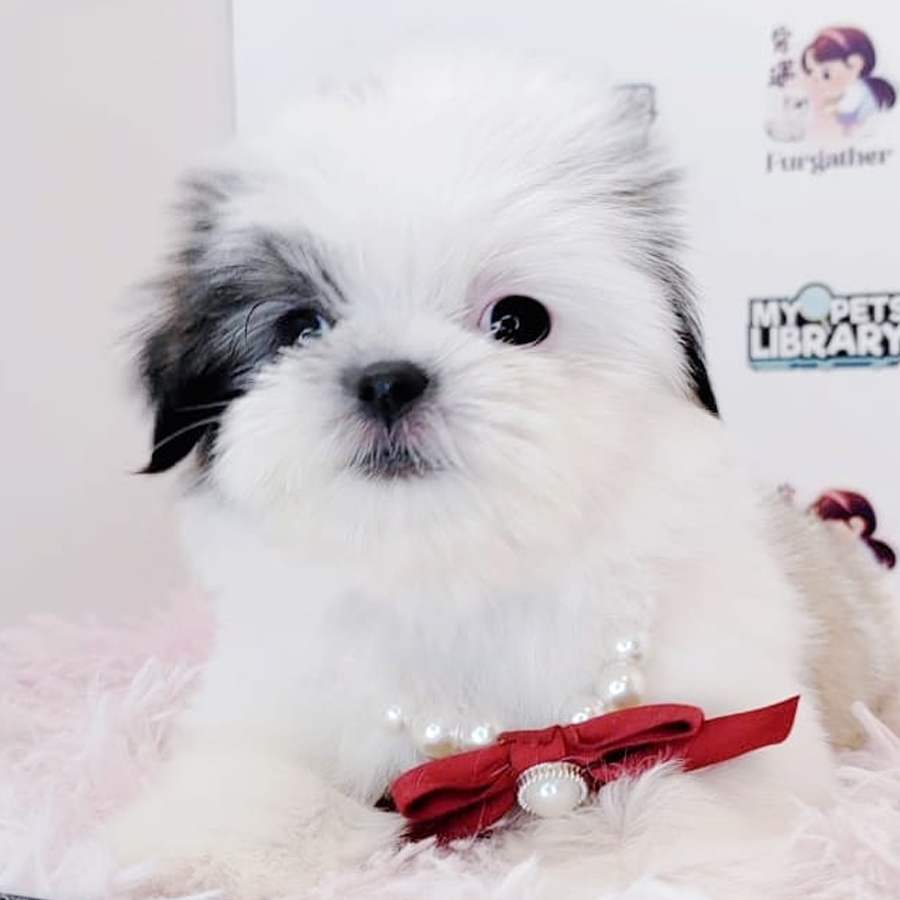 Shih Tzu Puppy (Female) For Sale