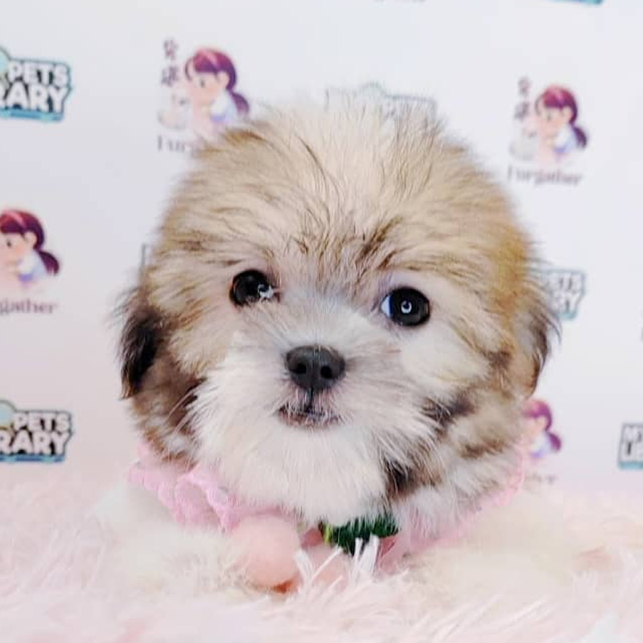 Shih Tzu Puppy (Female) For Sale