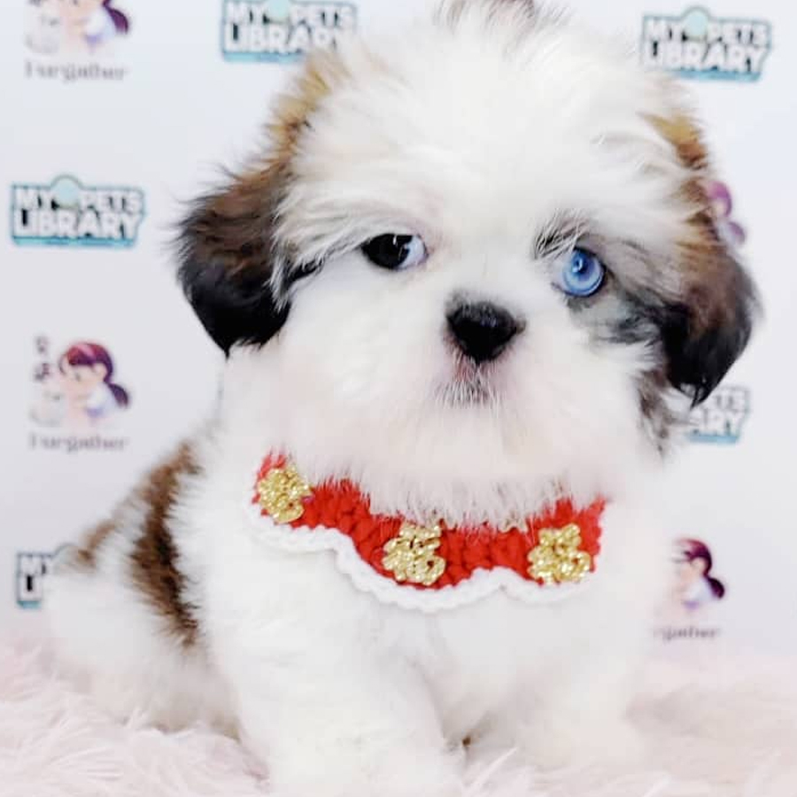 Shih Tzu Puppy (Male) For Sale