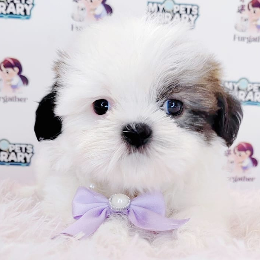 Shih Tzu Puppy (Male) For Sale