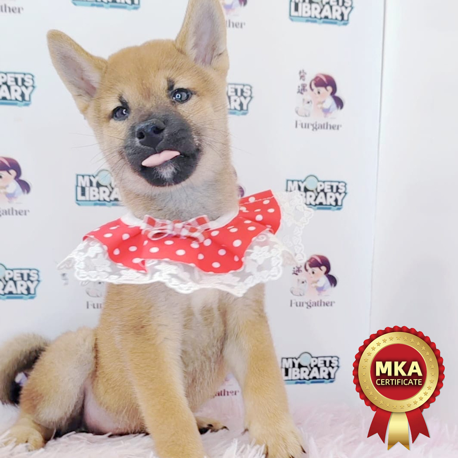MKA Shiba Inu Puppy (Female) For Sale