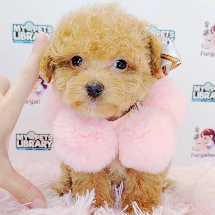 Teacup Poodle Puppy (Female) For Sale