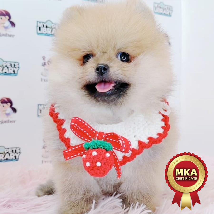 MKA Tiny Pomeranian Puppy (Male) For Sale